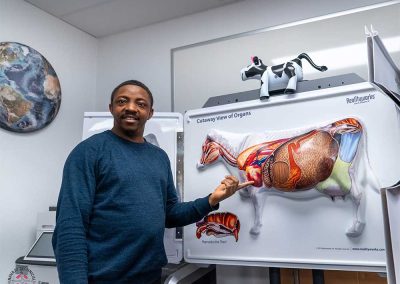 NTU Veterinary Cow Model